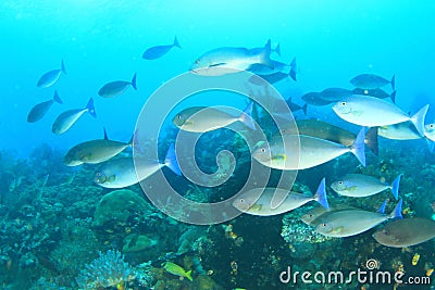 School of Sleek Unicornfish Stock Photo