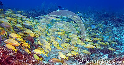 School of Snappers, Cayo Largo Stock Photo