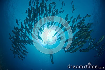 School of Snappers and diver Stock Photo