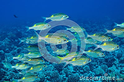 school of striped large-eye bream fish Stock Photo
