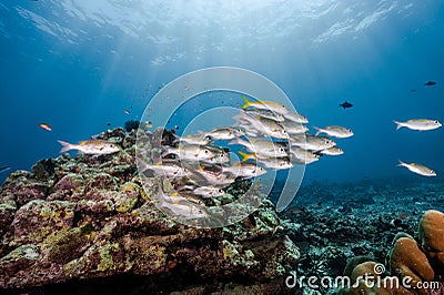 School of striped large-eye bream fish in Andaman Sea Stock Photo