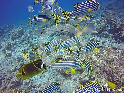 School of sweet lips encountered during scuba diving Stock Photo