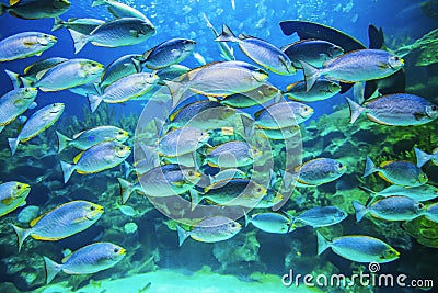 School of fish underwater Stock Photo