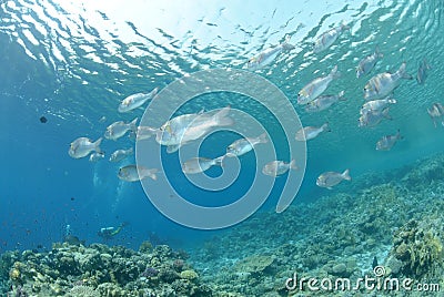 School of tropical silver fish Stock Photo