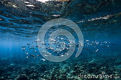 School of tuna fish in blue ocean. Ocean wild life Stock Photo
