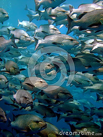 School of Twinspot snapper Lutjanus bohar Stock Photo