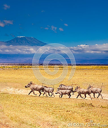 School of warthogs over Kilimanjaro mountain Kenya Stock Photo