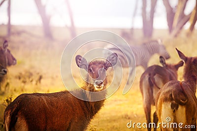 School of waterbucks, antelopes in Kenyan reserve Stock Photo