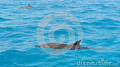 School of wild dolphiins swimming in the Laccadive sea Stock Photo