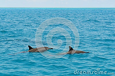 School of wild dolphiins swimming in the Laccadive sea Stock Photo