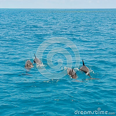 School of wild dolphins swimming in Maldives Stock Photo