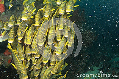 School of yellow fish Stock Photo