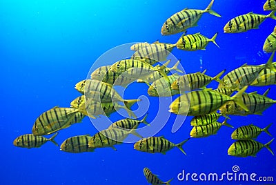 School of yellow fish Stock Photo