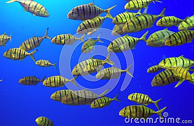 A School of Yellow Fish Stock Photo
