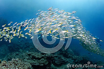 School of yellow stripe trevally fish swimming in Andaman Sea Stock Photo