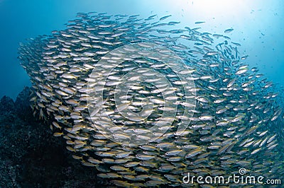 School of yellow stripe trevally fish swimming in Andaman Sea Stock Photo