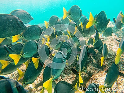 School of Yellow-tailed surgeonfish off the coast of Espanola Is Stock Photo