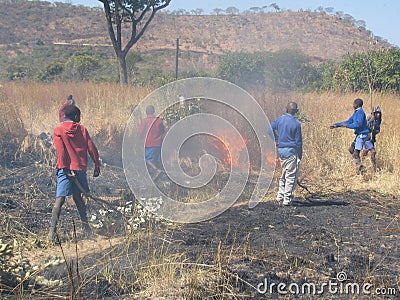 Schoolboys fighting bush-fire with tree branches. Editorial Stock Photo