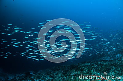 Schooler fish barracuda kapoposang indonesia underwater scuba diver Stock Photo