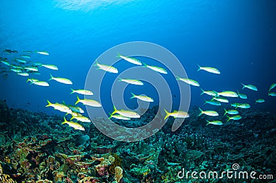 Schooler fish bunaken sulawesi indonesia pentapodus nagasakiensis underwater Stock Photo