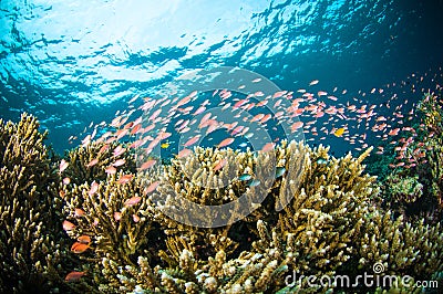 Schooler fish bunaken sulawesi indonesia underwater Stock Photo