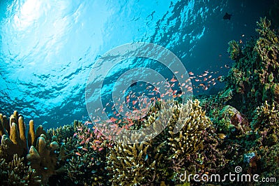 Schooler fish bunaken sulawesi indonesia underwater photo Stock Photo