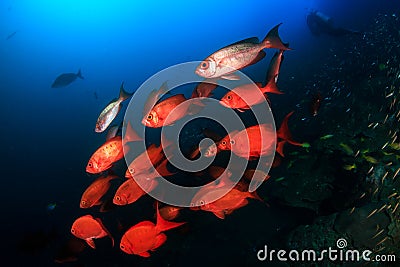 Schooling Bigeye Fish at Ko Bon island Stock Photo