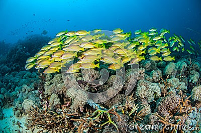 Schooling bluestripe snapper Lutjanus kasmira in Gili,Lombok,Nusa Tenggara Barat,Indonesia underwater photo Stock Photo