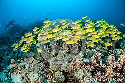 Schooling bluestripe snapper Lutjanus kasmira in Gili,Lombok,Nusa Tenggara Barat,Indonesia underwater photo Stock Photo