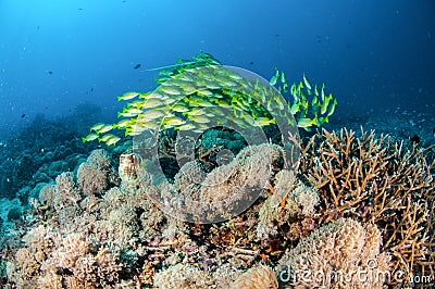 Schooling bluestripe snapper Lutjanus kasmira in Gili,Lombok,Nusa Tenggara Barat,Indonesia underwater photo Stock Photo