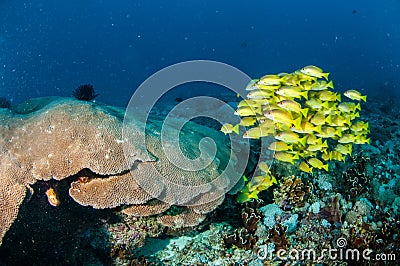 Schooling bluestripe snapper Lutjanus kasmira, great star coral in Gili,Lombok,Nusa Tenggara Barat,Indonesia underwater photo Stock Photo