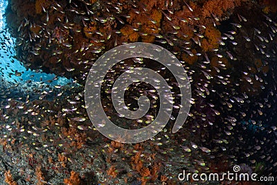 Schooling Fish and Reef Overhang Stock Photo