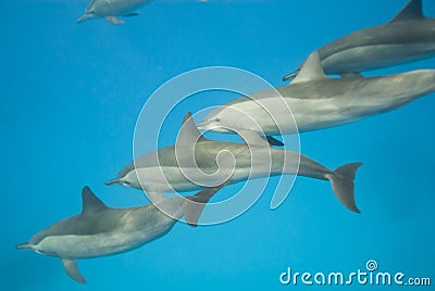 Schooling Spinner dolphins. Selective focus. Stock Photo