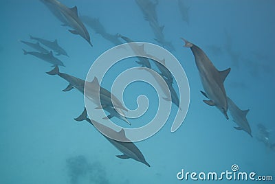 Schooling Spinner dolphins in the wild. Stock Photo