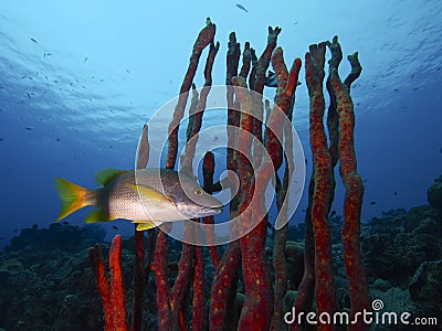 A schoolmaster lurking in a thicket of red erect rope sponge, Something Special, Bonaire Stock Photo