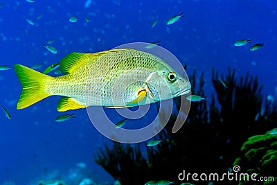 Schoolmaster snapper,Lutjanus apodus Stock Photo