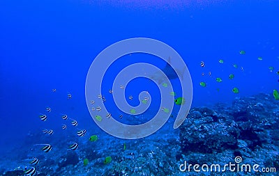 Tropical Reef with Fish and Hammerhead Shark Stock Photo