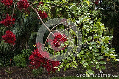 Red flowering schotia brachypetala or weeping boerboon tree Stock Photo