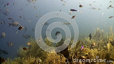 Schule Der Tropischen Fische Auf Dem Hintergrund Der Unterwasserlandschaft Karibik Meer Stock Video Video Von Schon Hintergrund 218374697