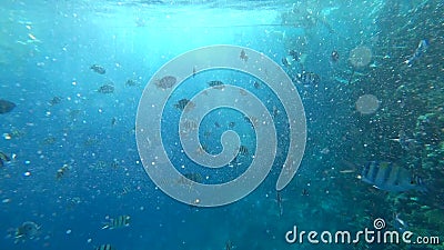 Schule des Indo-pazifischen Sergeants schwimmt über Korallenriff, Rotes Meer, Ägypten stock footage Schule des Indo-pazifischen Sergeants schwimmt über Korallenriff, Rotes Meer, Ägypten stock footage