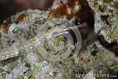 Schultz pipefish , red sea Stock Photo