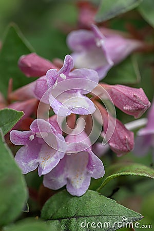 Schumann Abelia Linnaea parvifolia Bumblebee, whitish-pink flowers Stock Photo