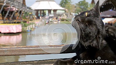 Schwarze Cat Resting und Lecken des Lügens auf hölzernem Pier im sich hin- und herbewegenden Markt Pattayas thailand stock video Schwarze Cat Resting und Lecken des Lügens auf hölzernem Pier im sich hin- und herbewegenden Markt Pattayas thailand stock video