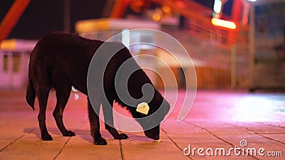 Schwarzer streunender Hund in einem Vergnügungspark nachts Nahrung auf der Straße essend stock video Schwarzer streunender Hund in einem Vergnügungspark nachts Nahrung auf der Straße essend stock video