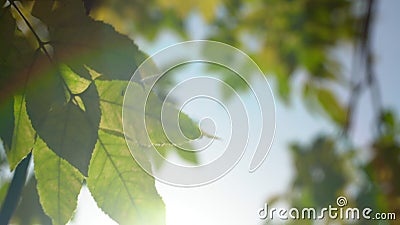 Schöne Ahornblätter rascheln in der Herbstbrise, die durch den malerischen Park weht Film- Schuss Goldenen Baums stock video Schöne Ahornblätter rascheln in der Herbstbrise, die durch den malerischen Park weht Film- Schuss Goldenen Baums stock video