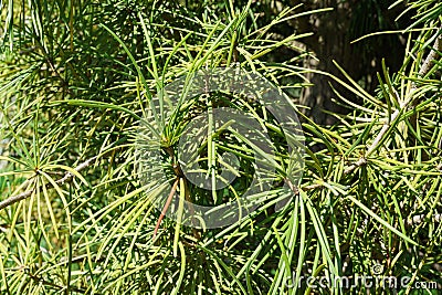 Sciadopitys verticillata, Japanese umbrella pine branch. Rare endangered plant in Japanese garden Stock Photo