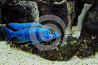 Sciaenochromis fryeri Stock Photo