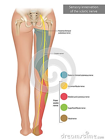 The Sciatic Nerve. Sensory innervation of the sciatic nerve. Sciatica. Vector Illustration