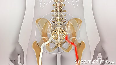 Sciatic Pinched Nerve 3D Render Stock Photo