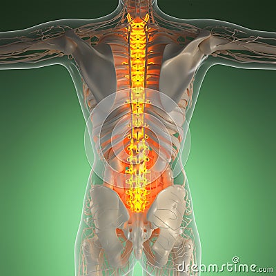 Science anatomy of human body in x-ray with glow back bones Stock Photo